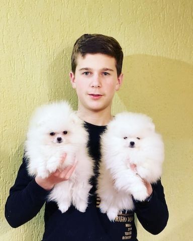 Pomeranian Zwergspitz Welpen ZUM VERSCHENKEN