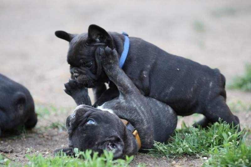 Französische Bulldoggen Welpen Rüden und Hündinnen