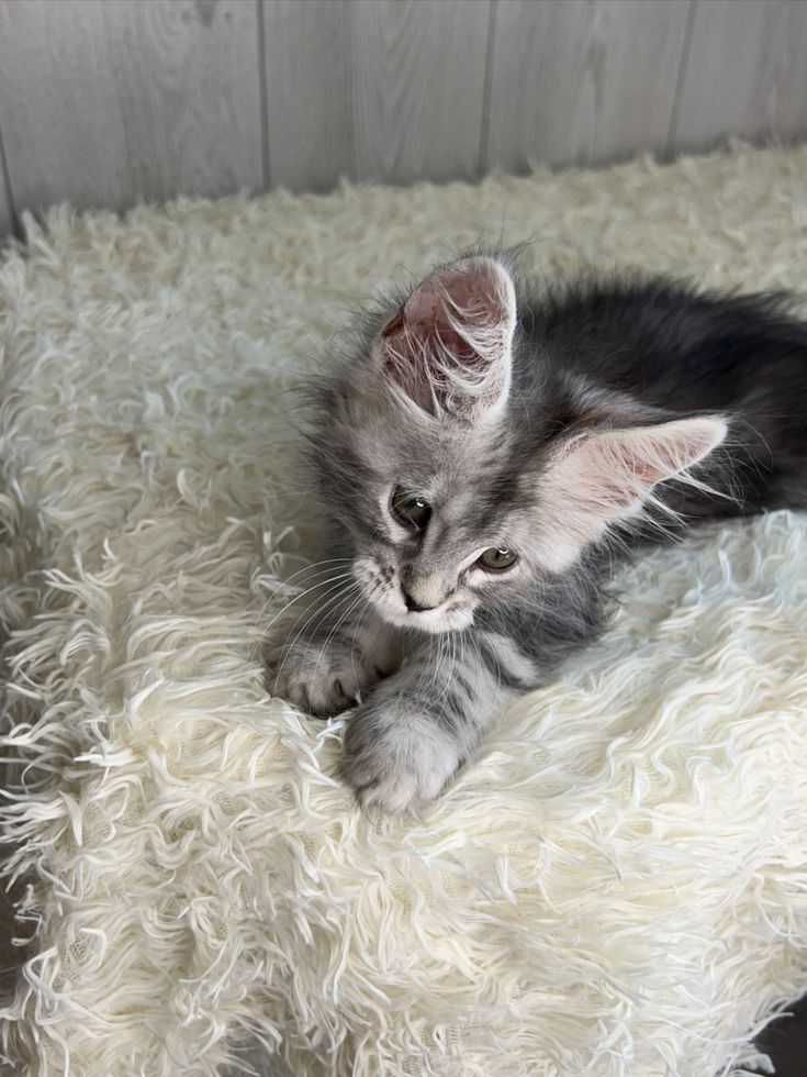 Maine-Coon-Kätzchen zur Adoption