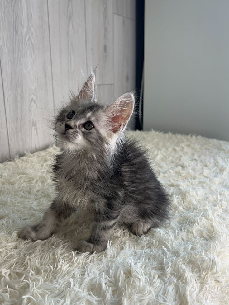 Maine-Coon-Kätzchen zur Adoption