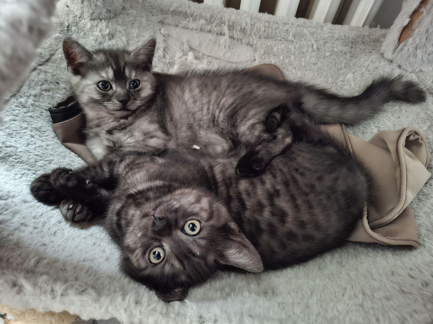 Kätzchen 2 Katerchen, 1 Mädchen BKH/EKH marmor-schwarz