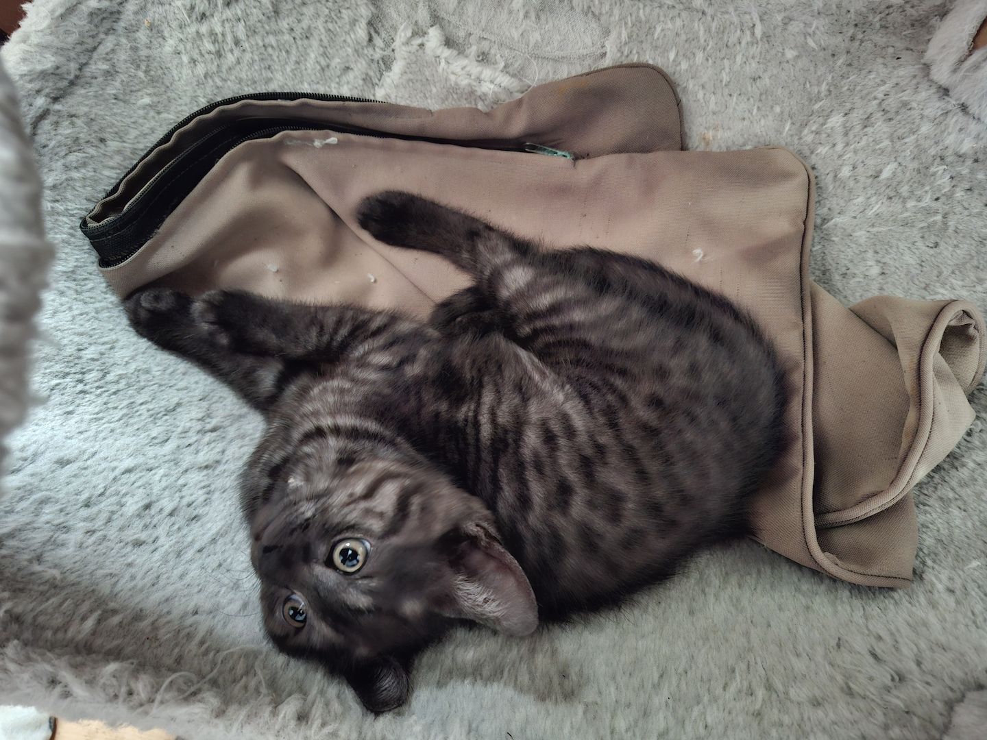 Kätzchen 2 Katerchen, 1 Mädchen BKH/EKH marmor-schwarz