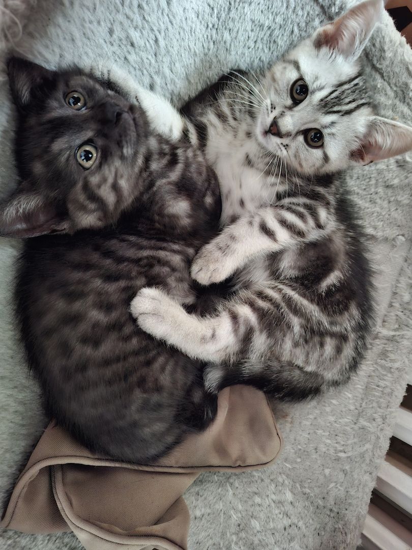 Kätzchen 2 Katerchen, 1 Mädchen BKH/EKH marmor-schwarz