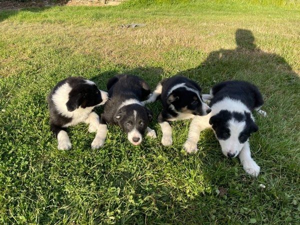 Border Collie Welpen