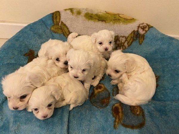 Malteserwelpen Welpen