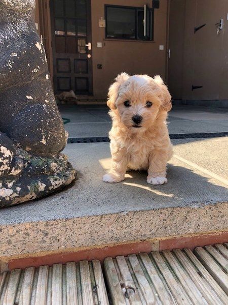 Maltipoo Welpen
