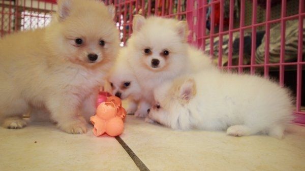 Pomeranian Welpen