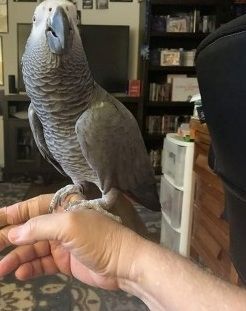 Afrikanische Graupapageien