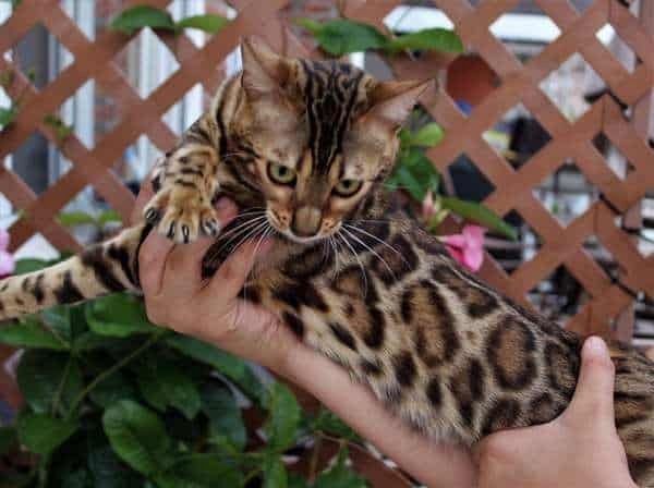 Bengal katz