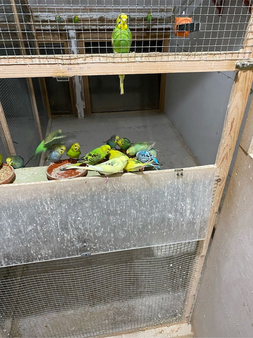 Junge Farbwellensittiche aus Juli 2025 abzugeben