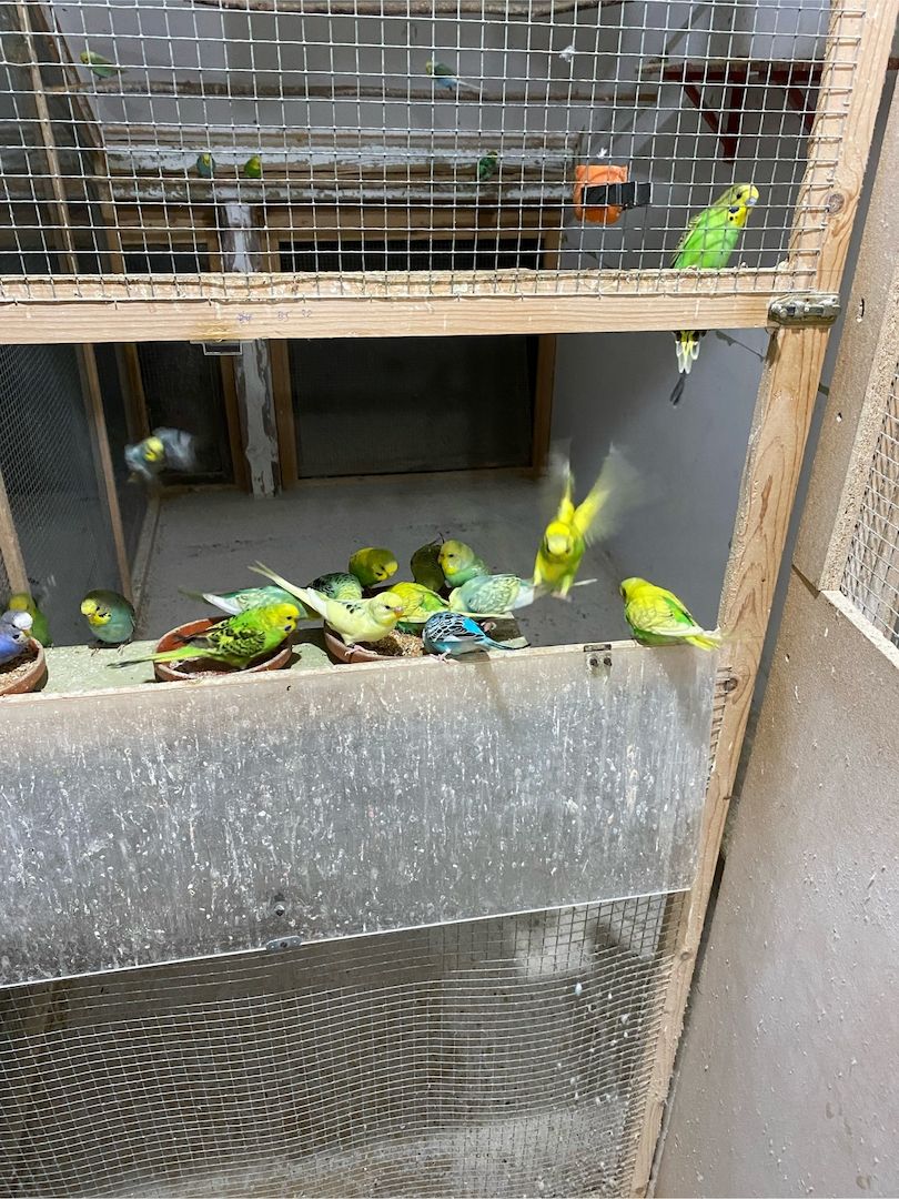 Junge Farbwellensittiche aus Juli 2025 abzugeben