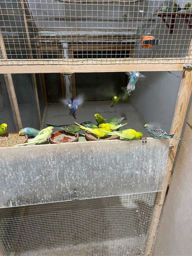 Junge Farbwellensittiche aus Juli 2025 abzugeben