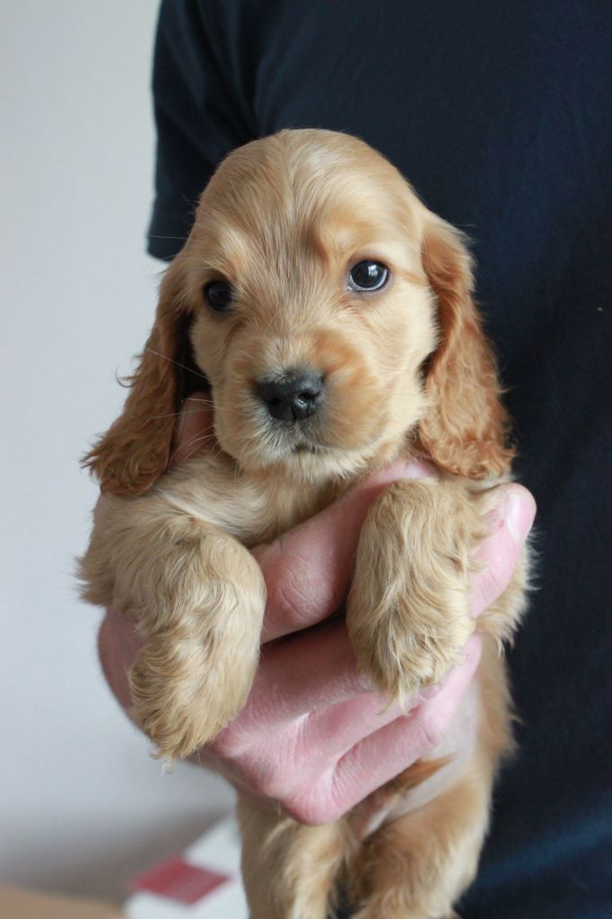 Cocker Spaniel Welpen