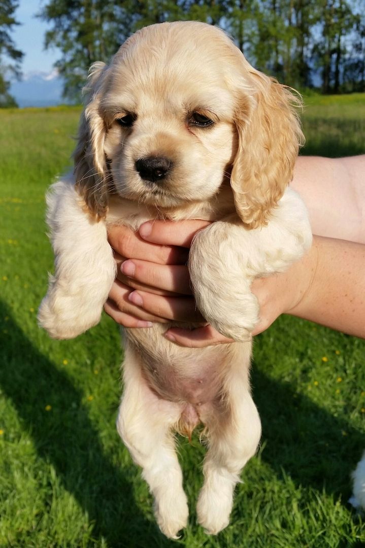 Cocker Spaniel Welpen