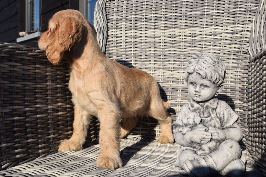 Cocker Spaniel Welpen