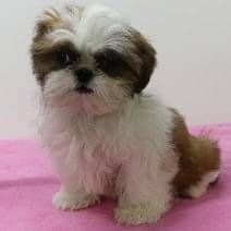 Shih Tzu Welpen
