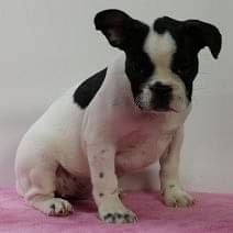 Bull Terrier