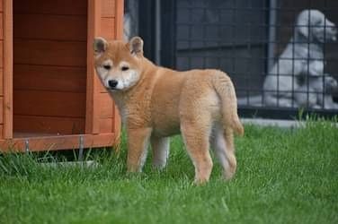 Shiba Inu Welpen