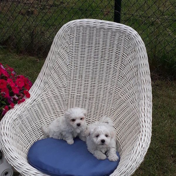 Malteserwelpen Welpen