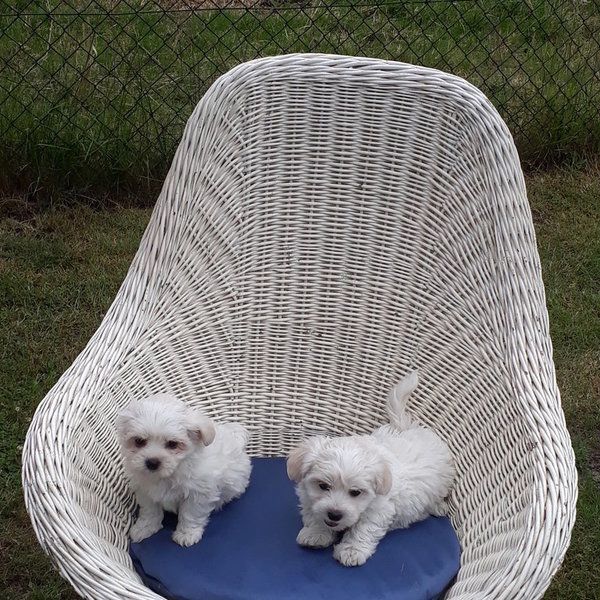 Malteserwelpen Welpen