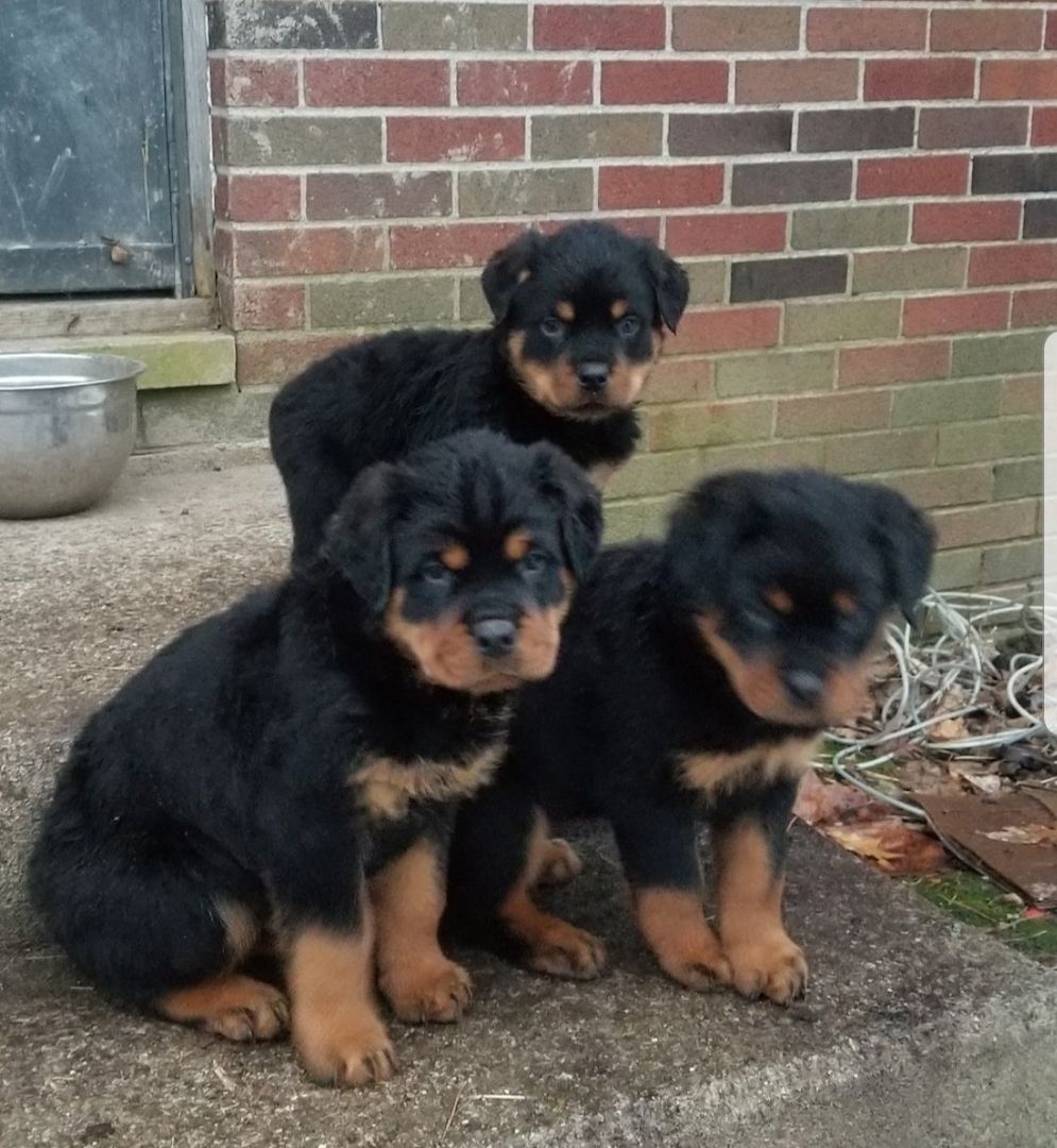 Rottweiler Welpen