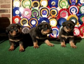 Rottweiler Welpen