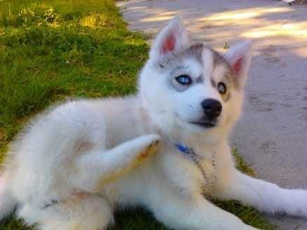 Siberian Husky Welpen