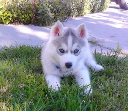 Siberian Husky Welpen