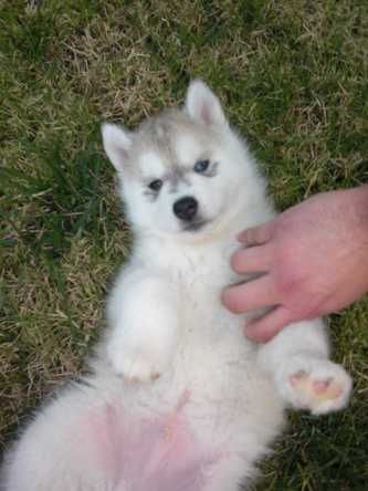 Siberian Husky Welpen