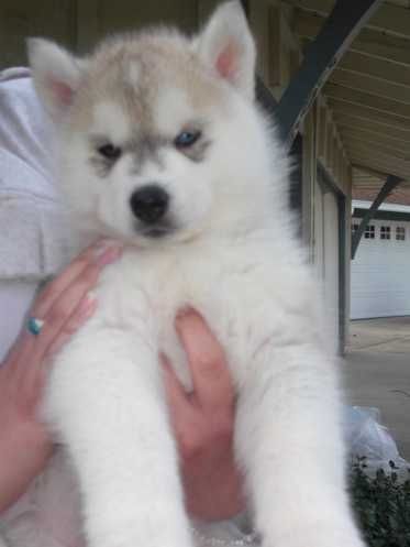 Siberian Husky Welpen