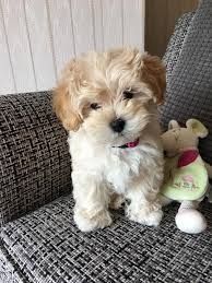 Maltipoo Welpen