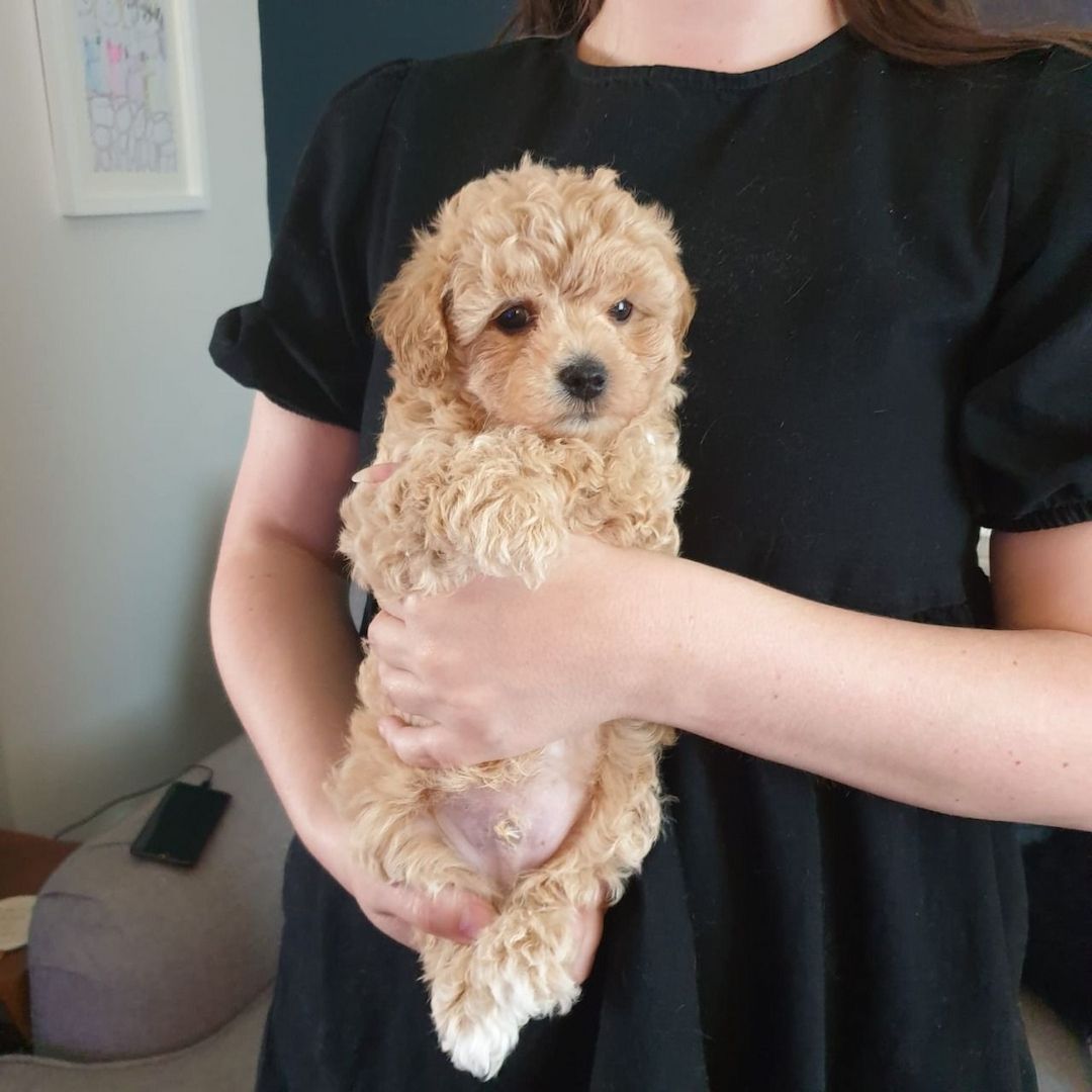 Maltipoo Welpen