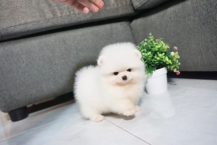 Pomeranian-Welpen (Boo) suchen ein neues Zuhause