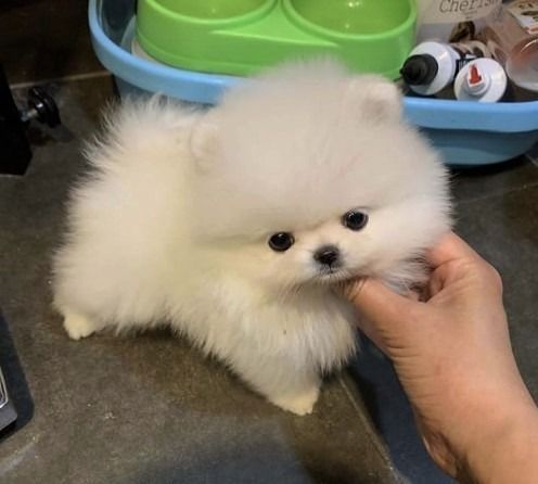 Pomeranian-Welpen (Boo) suchen ein neues Zuhause