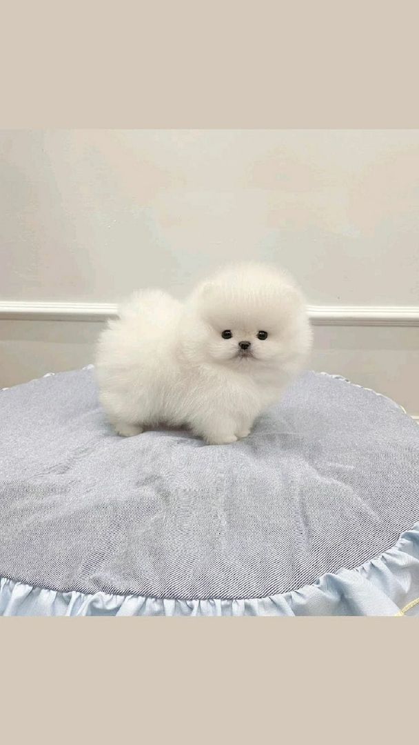 Pomeranian-Welpen (Boo) suchen ein neues Zuhause