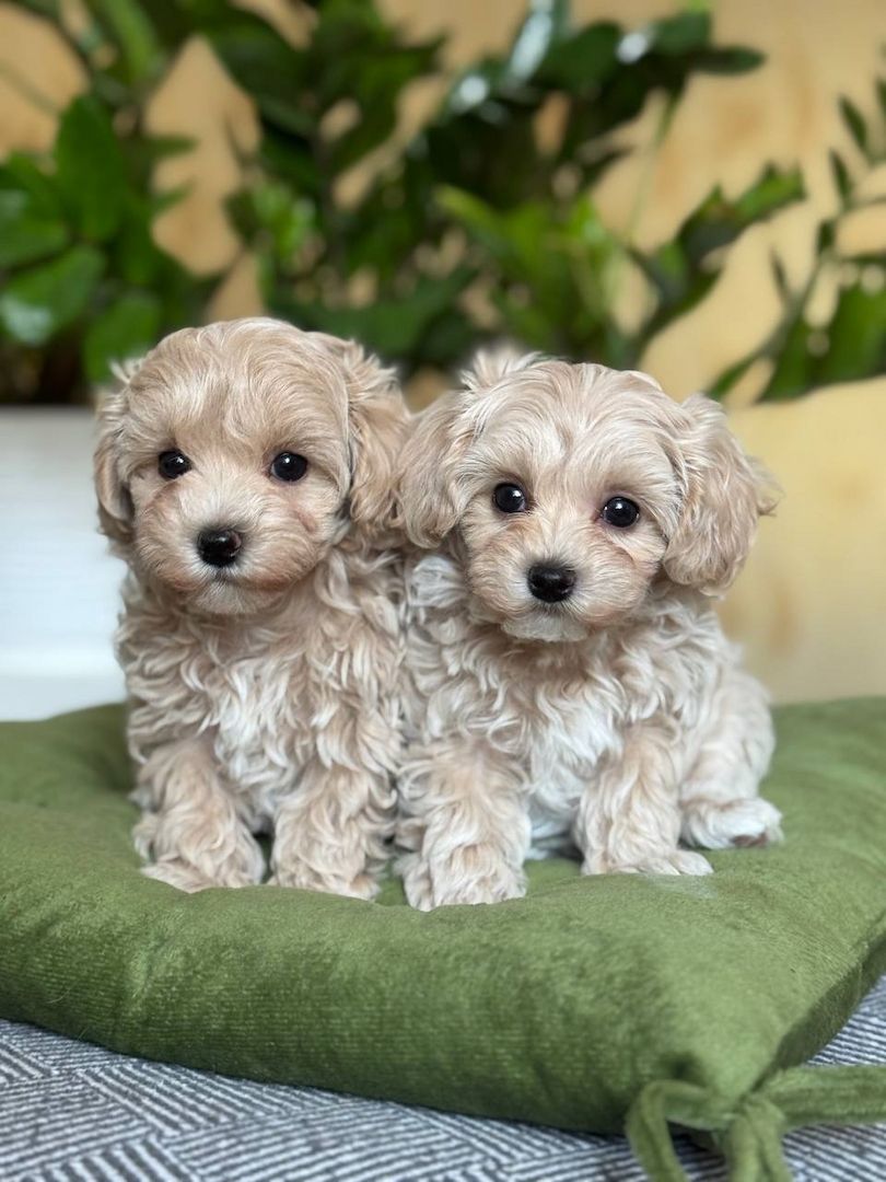 Maltipoo-Welpen
