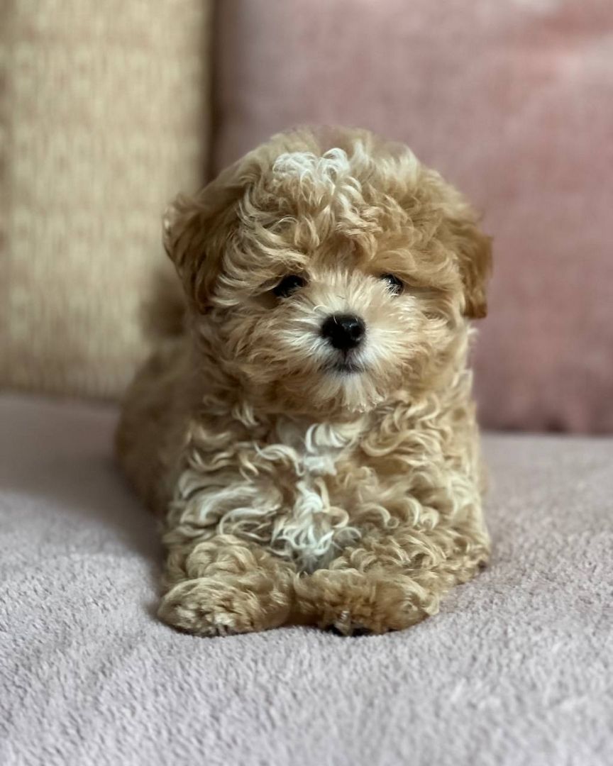 Maltipoo-Welpen zur Adoption