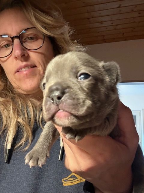 Frenchy Welpen Wunderschön - 4 Mädels und 1 Rüde