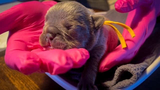 Frenchy Welpen Wunderschön - 4 Mädels und 1 Rüde