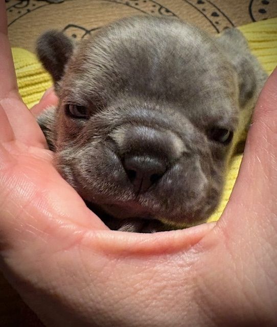 Frenchy Welpen Wunderschön - 4 Mädels und 1 Rüde