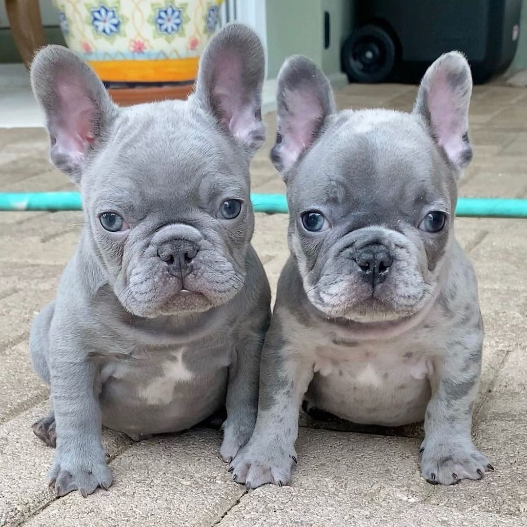 Französische Bulldogge