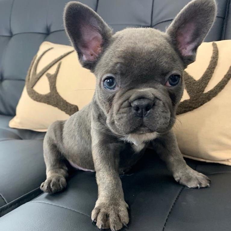 Französische Bulldogge