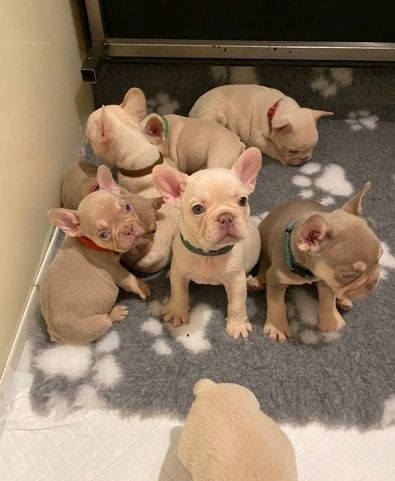 Französische Bulldogge