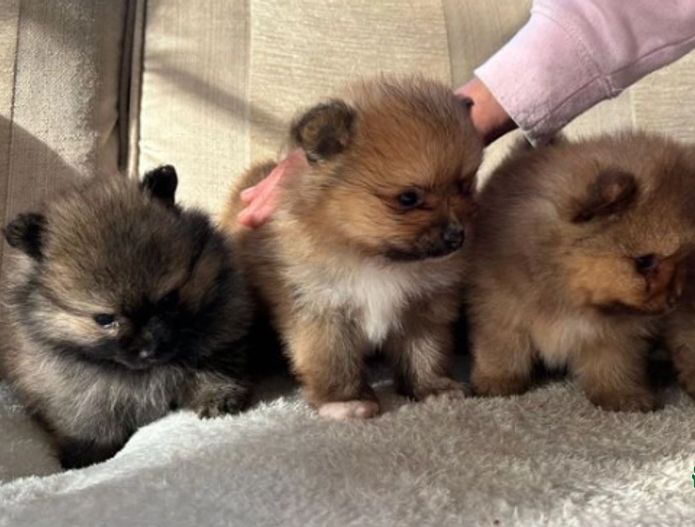 Pomenarian-Welpen zur Adoption