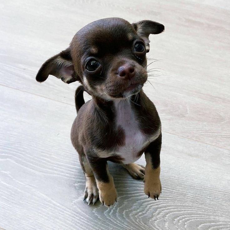 Wunderschöne Chihuahua-Welpen