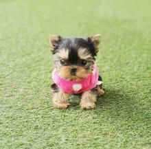 Bezaubernde, süße Yorkshire-Terrier-Welpen
