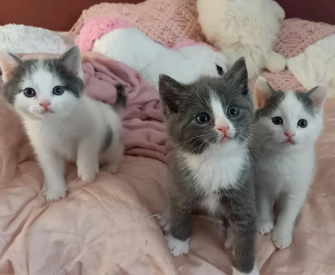 Europäisch Kurzhaar