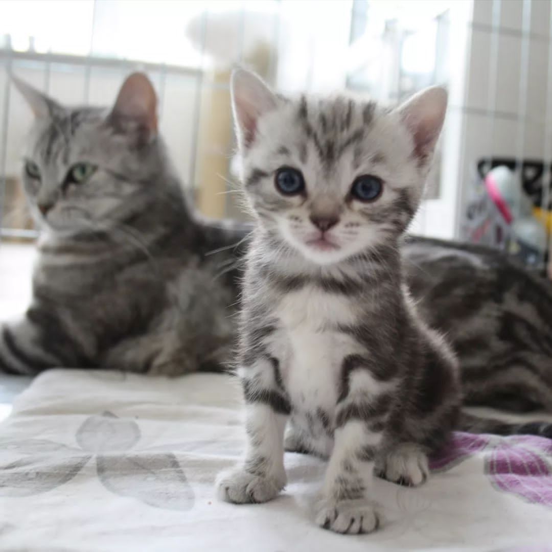 Europäische Kurzhaarkätzchen