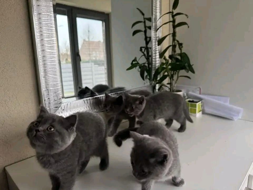 Britisch Kurzhaar-Wurf