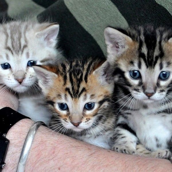 Bengal-Kätzchen zu vermitteln